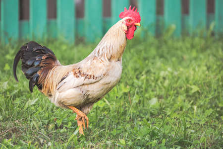 Closeup Rooster on green grass portrait with blurry background outdoors.の写真素材