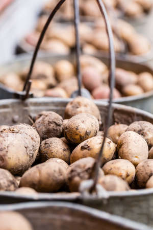 Farming and gardening concept. Potatoes in buckets in a row. Close up with selective focusの写真素材