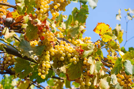 Delicious ripe white grapes against the blue sky during sunny day.の写真素材