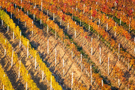 Rows of vineyard grape Vines. Autumn landscape with colorful vineyards. Grape vineyards of South Moravia in Czech Republic. Nice texture or background with selective focus.の写真素材
