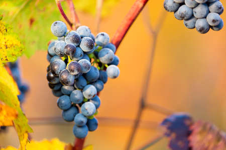 Ripe bunches of dark red grapes with frost and drops under nice light during sunrise, autumn harvesting of grapes in South Moravia, Czech Republic. Winegrowing conceptの写真素材