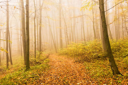 Autumn landscape with mysterious foggy fairytale forestの写真素材