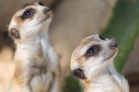 The meerkat or suricate Suricata suricatta is a small carnivoran belonging to the mongoose family. Two animals is looking. Focus on the foreground suricate.の写真素材