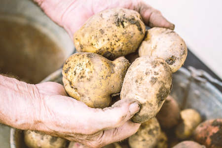 Fresh potatoes in old elderly farmer's hands above the bucket. Toned image
