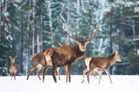 Winter wildlife landscape with noble deers Cervus Elaphus. Many deers in winter. Deer with large Horns with snow on the foreground and looking at camera. Natural habitatの写真素材