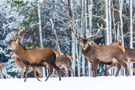 Winter wildlife landscape with noble deer Cervus Elaphus.の写真素材