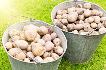 Farming and gardening concept. Potatoes in buckets in a row on green grass.の写真素材