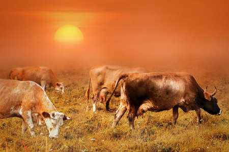 Cows grazing in the misty field during sunset. Amazing farming agriculture landscape in orange colorの写真素材