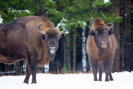 Large brown bisons Wisent group near winter forest with snow. Herd Of European Aurochs Bison, Bison Bonasus. Nature habitat. Selective focusの写真素材