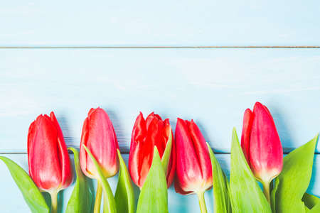 Colorful spring red tulip flowers on light blue wooden background as greeting card with free space. Mothersday or spring conceptの写真素材