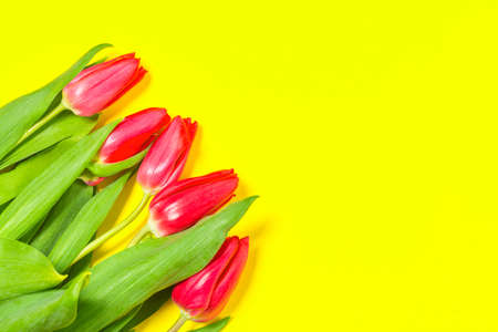 Colorful tulips flowers in a row on yellow background with free space. Mothersday or spring conceptの写真素材