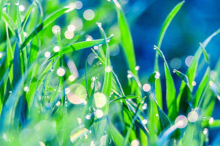Artistic beautiful image of green grass with dew water droplets early spring morning in the sunlight. Nature concept. Macro image with selective focusの写真素材