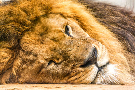 Close up portrait of sleepy lion. Wildlife animal in Africa.