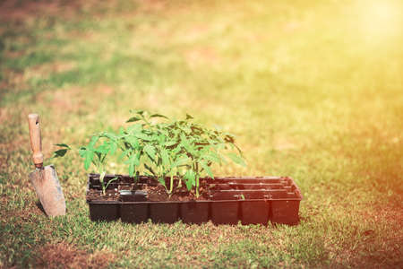 Gardening concept. Tomato seedling with garden shovel scoop. Toned with sunlight.の写真素材
