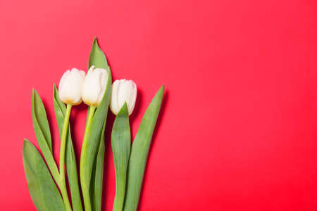 White tulips flowers in a row on red background with copy space. Mothersday or spring concept