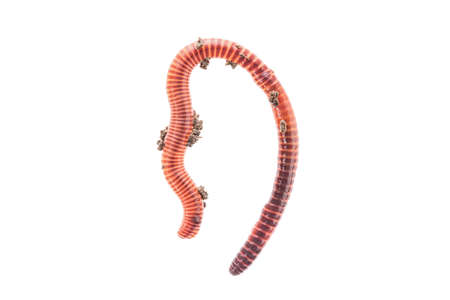 Macro shot of red worm Dendrobena in manure, earthworm live bait for fishing isolated on white backgroundの写真素材