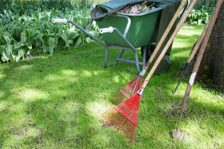 Gardening wheelbarrow and rakes near flower tulip bushes in a garden
