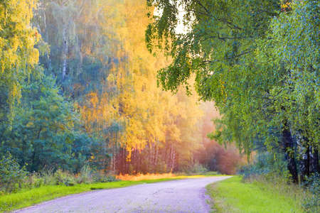 Autumn landscape with road and beautiful yellow colored trees. Seasonal autumn landscape