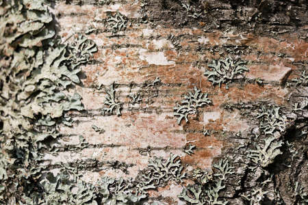 Old wood tree bark cortex texture with white moss. Selective focusの写真素材
