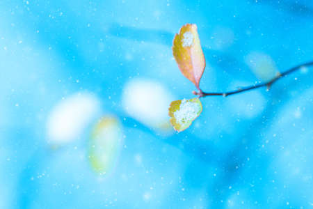 Winter background. Artistic image of yellow autumn leaves with snow on a blue background with snowflakes. Blurred romantic light blue background. Close up macro imageの写真素材