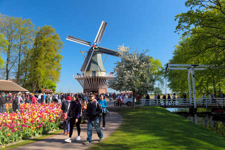Keukenhof, The Netherlands - May, 2018: Blooming colorful tulips flowerbed in public flower garden Keukenhof with windmill. Popular tourist site. Lisse, Holland, Netherlands.のeditorial素材