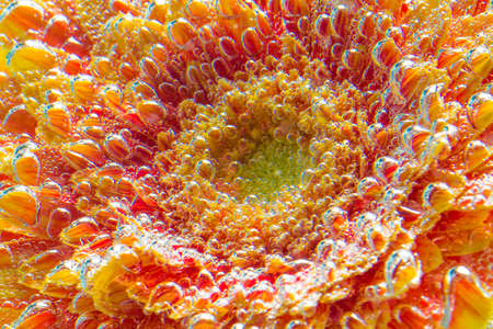 Amazing macro shot of gerbera daisy flower in the water with bubbles. Close up flower with water.
