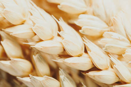 Close up of golden wheat as detail background. Agriculture conceptの写真素材