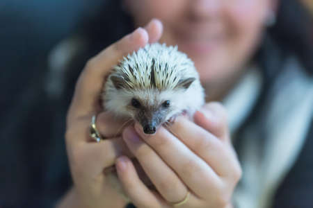 Small cute hedgehog in female hands. Atelerix albiventris.の写真素材