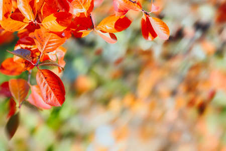 Colorful autumn leaves branch natural background. Colorful red and yellow autumn foliage with blurred background.の写真素材