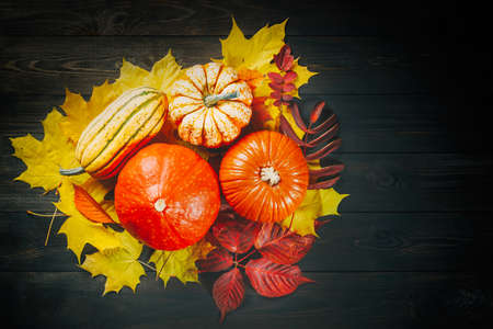 Autumn backdrop decoration with pumpkins, marrow and colorful leaves on dark wooden background. Top view.の写真素材