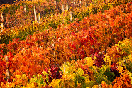 Autumn vibrant color vineyard seasonal landscape. Autumn background with colorful vineyards. Grape vineyards in Italyの写真素材