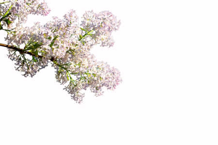 Lilac branch isolated on a white background