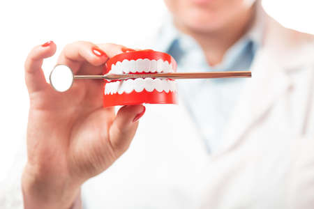Dental health and teethcare concept. Dentist holding human jaw model with dental mirror
