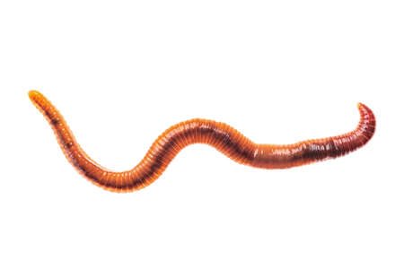 Macro shot of red worm Dendrobena in manure, earthworm live bait for fishing isolated on white...