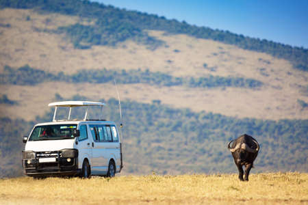 Safari concept. Safari car with buffalo bison in african savannah. Masai Mara national park, Kenya