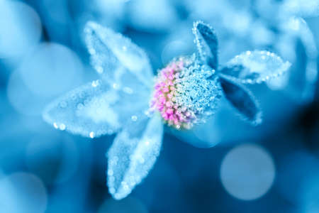Close up macro image of dew or raindrops on clover flower. Summer forest artistic fantastic natural background. Toned.の写真素材