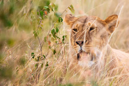 A lioness portrait in the Masai Mara national park, Kenya. Animal wildlifeの写真素材