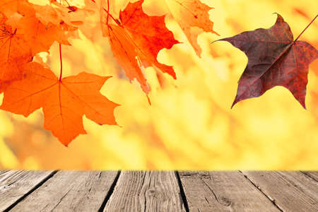 Autumn sunny background. Empty rustic wooden table against colorful maple leaves