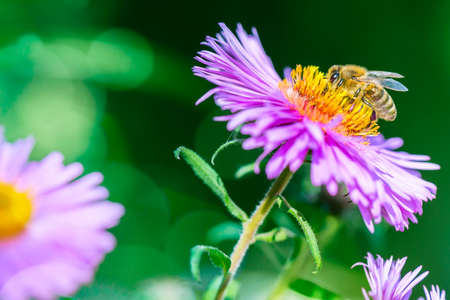 Lilac flower with a bee collecting pollen or nectar. Banner style artistic fantastic beautiful nature image. Bee macro close up summer natural image.の写真素材