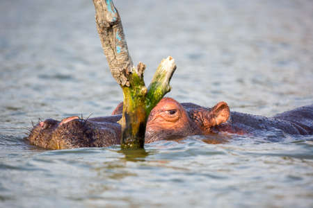 Close up portrait of Hippopotamus in Lake Naivasha. Tourism in Kenyaの写真素材
