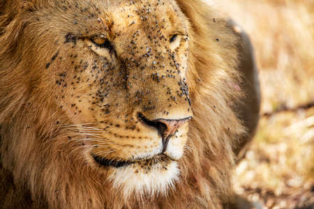 Portrait of male Lion covered with flies in Masai Mara, Kenya, Africaの写真素材