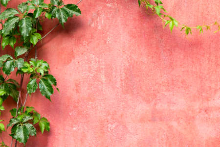 Green leaves on pink red wall background. Free space. Design mockup.の写真素材