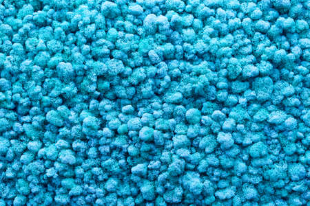Blue moss abstract natural texture as a background. Modern color trend.