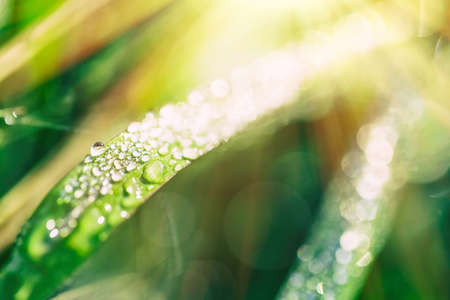 Close up macro image of dew or raindrops on a green grass leaf. Summer forest artistic fantastic...