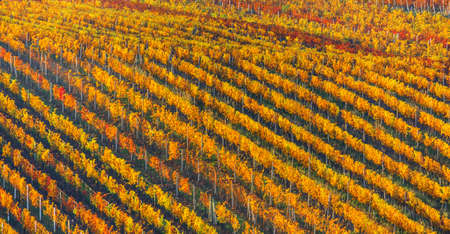 Rows of vineyard grape Vines. Autumn landscape with colorful vineyards. Grape vineyards of South Moravia in Czech Republic. Nice texture or background.の写真素材
