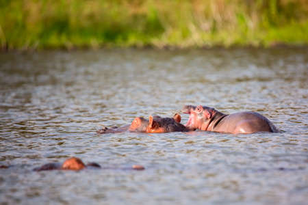Hippopotamus family in Lake Naivasha. Tourism in Kenya, Africa.の写真素材