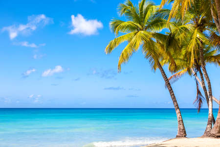 Palm trees on the caribbean tropical beach. Saona Island, Dominican Republic. Vacation travel background.の写真素材