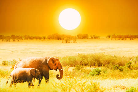 Artistic fantastic african sunset landscape. African elephants in Amboseli National Park. Kenya, Africa at a sunsetの写真素材