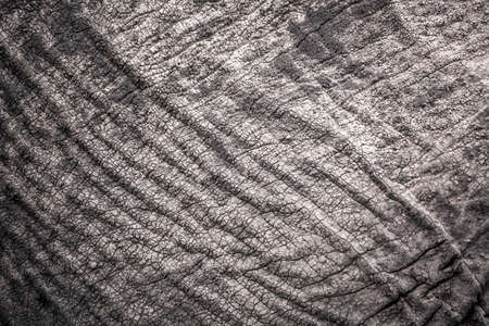 Texture of African elephant skin. Elephant skin background pattern.の写真素材