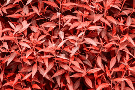 Trend Coral color background. Living Coral color of the year 2019. Fresh tropical leaves pattern backgroundの写真素材